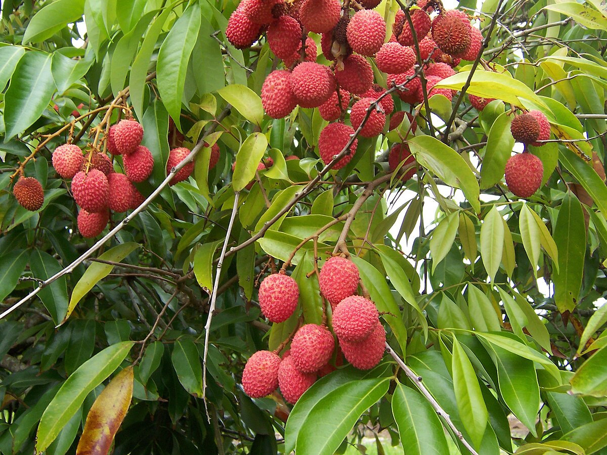 Litchi chinensis	(Leechi	لیچی)