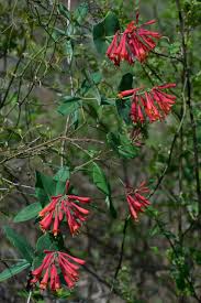 Lonicera sempervirens	(Trumpet Honeysuckle 	ٹرمپٹ ہنی سکل)