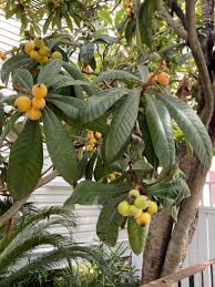 Loquat