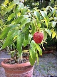Lychee