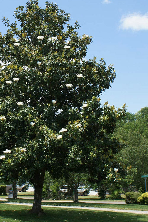 Magnolia