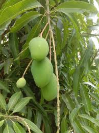 Mangifera indica	(Aam 	آم)