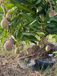 Mangifera indica (Grafted)	(Aam 	آم)
