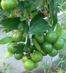 Meetha (Sweet Lime)