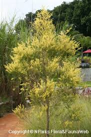 Melaleuca (Revolution Gold)