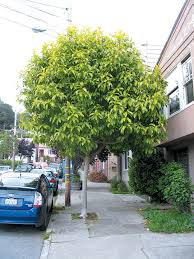 Michelia champaca (Champa	چمپا )