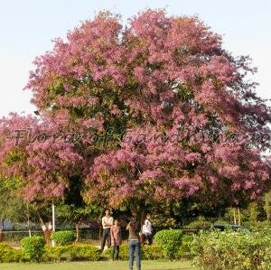 Millettia peguensis (Rose wood	روز وُڈ )