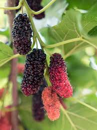 Morus nigra	(Shahtut	شہتوت)