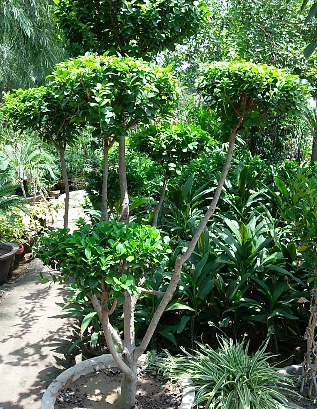 Movie Ficus Multi Head