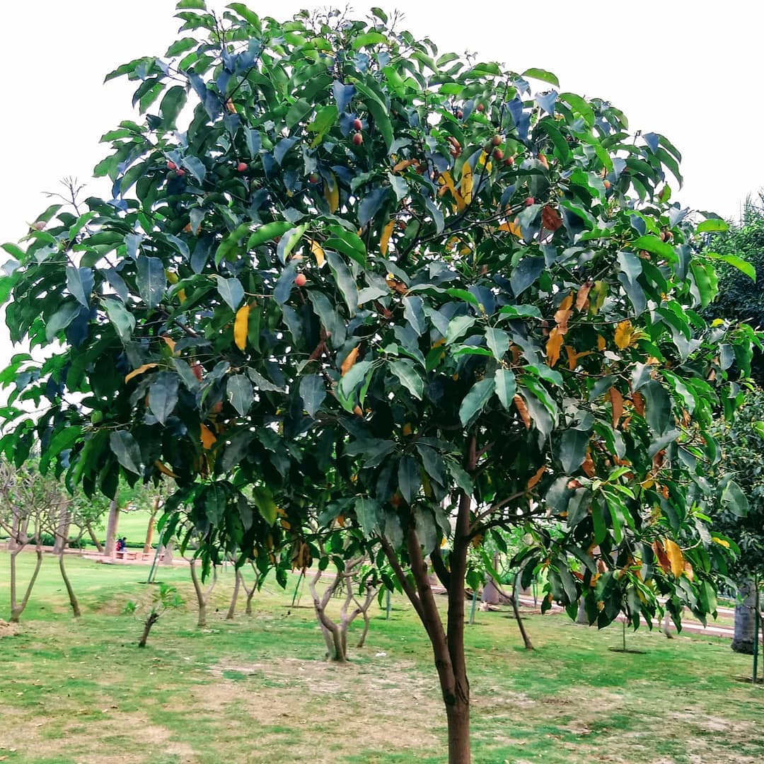 Mulsari