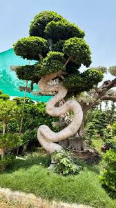 Multi Head Thai Bonsai