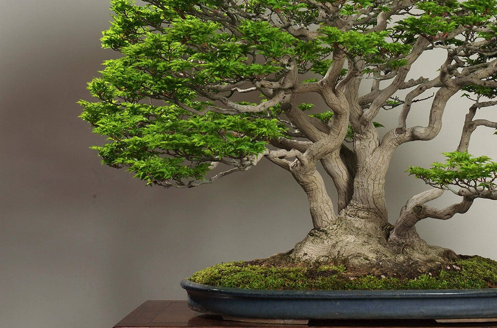 Multi Stem Thai Bonsai