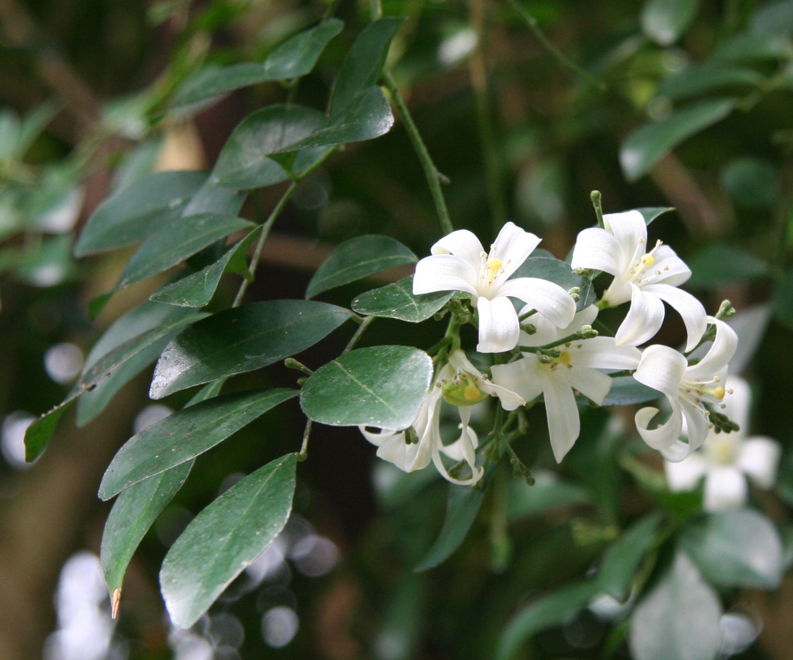 Murraya exotica	(Orange Jasmine 	اورنج جیسمین)