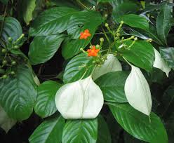 Mussaenda lemoni	(Dwarf Yellow Mussaenda	ڈورف ییلو مسانڈا)