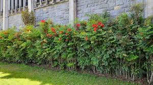 Nandina domestica	(Nandina 	نینڈینا)
