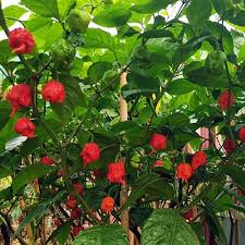 Nanthera Red  (Plastic packet)