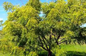 Neem