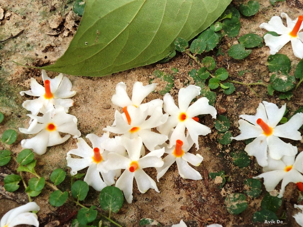 Nyctanthes arbor-tristis	(Night-flowering Jasmine	رات کو کھلنے والی چمبیلی)