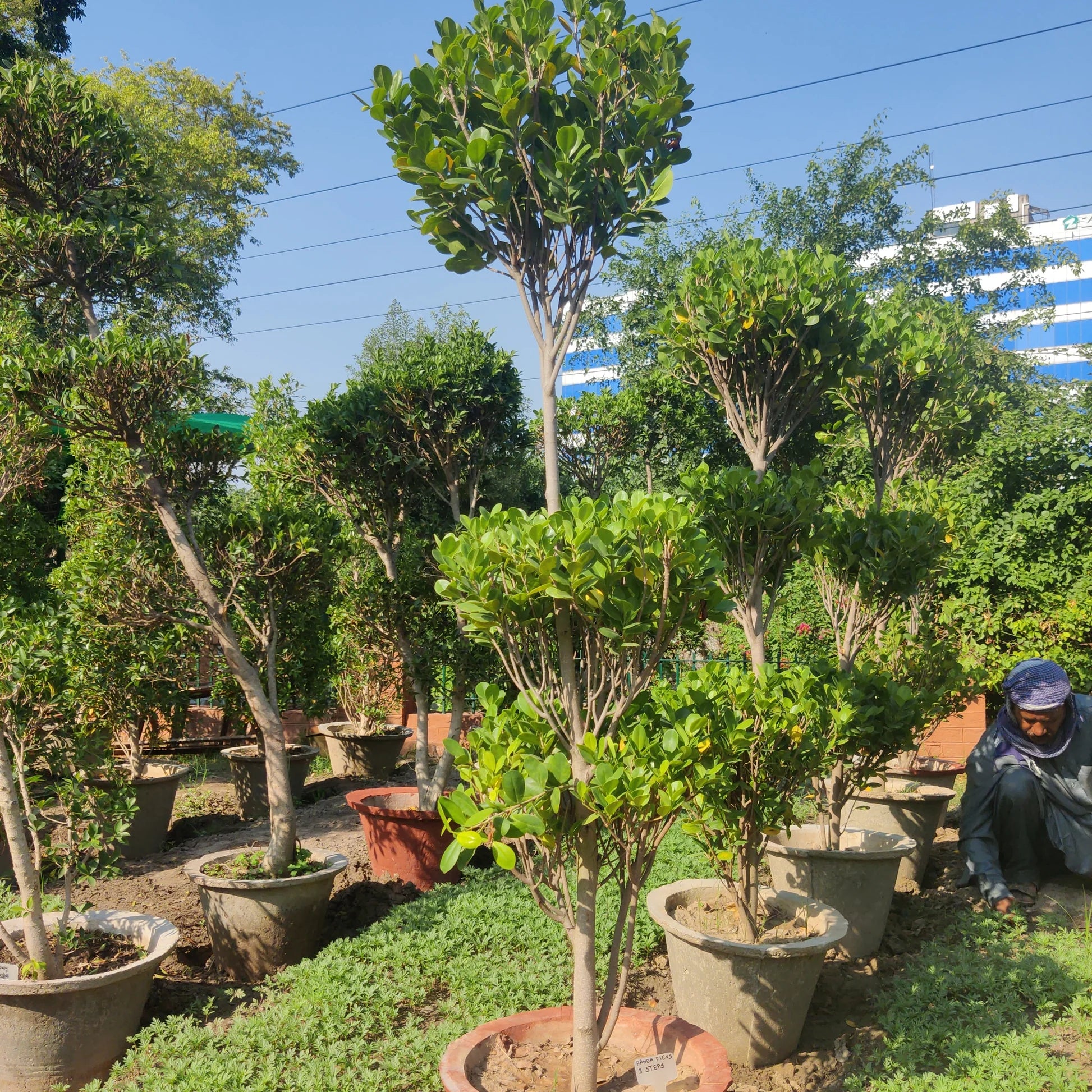 Panda Ficus