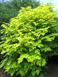 Paper Mulberry