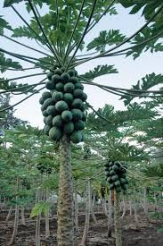 Papita (Papaya)