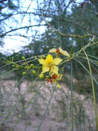 Parkinsonia aculeate	(Kabli keekar	کابلی کیکر)