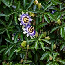 Passiflora