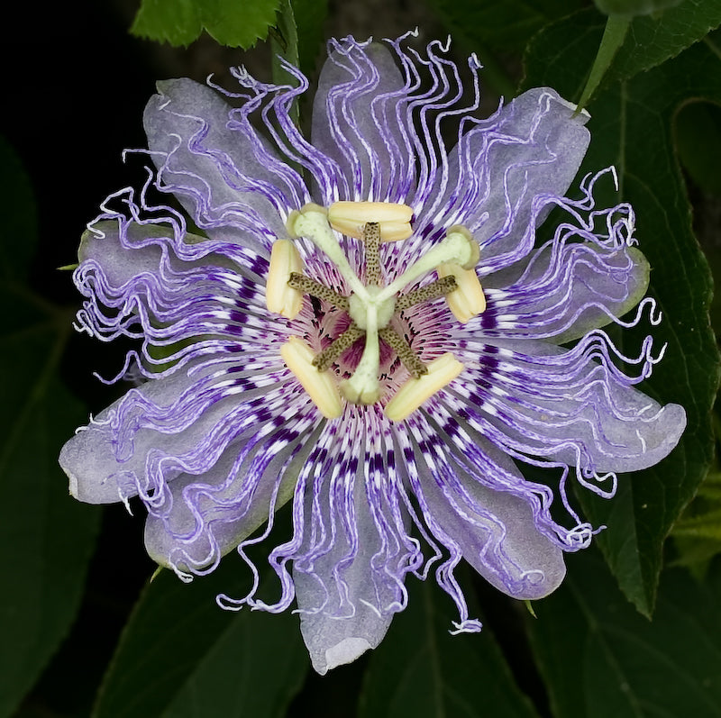 Passiflora discolor	(Passiflora	پیس فلورا)