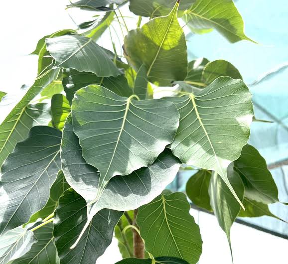 Pipal – Gardenia Hub