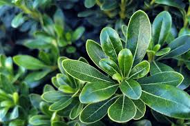 Pittosporum Green