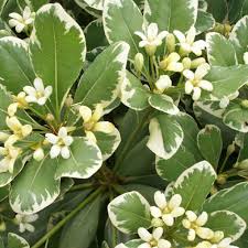 Pittosporum Variegated