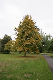 Platanus orientalis (Chanar چنار)