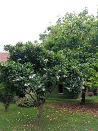 Plumeria obtusa	(Gul –e-cheen	گل چین)