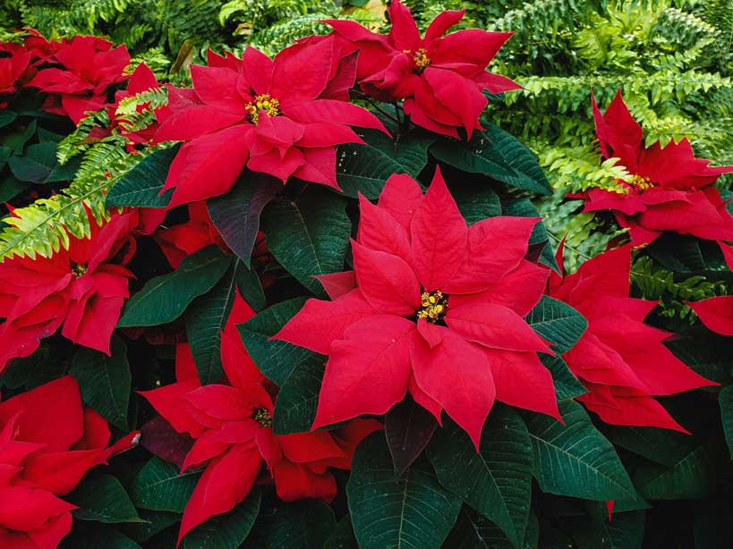 Poinsettia pulcherrima	(Poinsettia 	پونسٹیا)