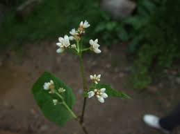 Polygonum chinense	(Polugonum	پالیگونم)