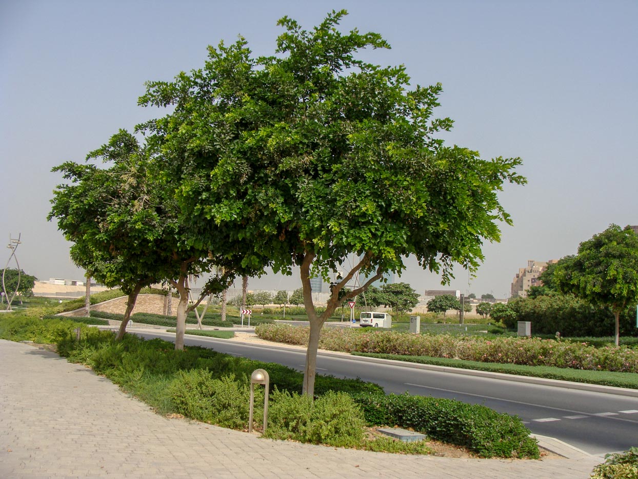 Pongamia pinnata	(Sukh chain	سکھ چین)