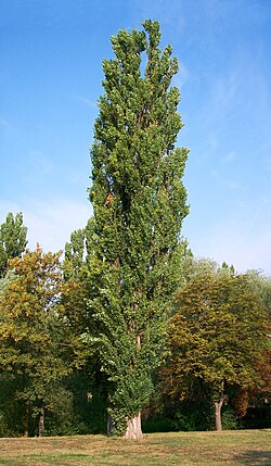 Populus nigra (Sufaida	سفیدہ)