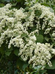 Porana paniculata	(Christmas Vine	کرسمس وائن)