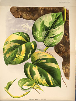 Pothos aurea	(Golden Pothos	گولڈن پوتھوس)