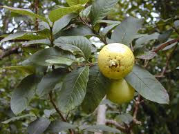 Psidium guajava	(Amrood 	امرود)