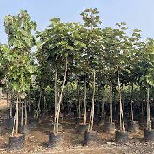 Pterospermum acerifolium 	(Kanak champa 	کنک چمپا)