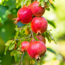 Punica granatum	(Anar 	انار)
