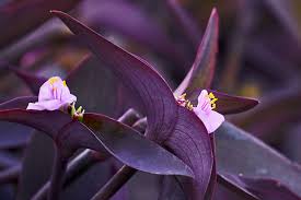 Purple Heart (Neelam)