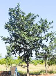 Putranjiva roxburghii (Putagen 	پوٹیگن)