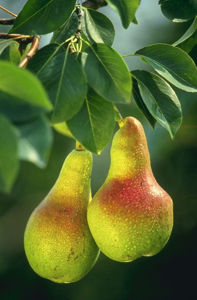 Pyrus communis 	(Pear	ناشپاتی)