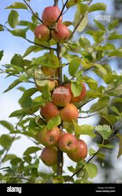 Pyrus malus	(Apple 	سیب)