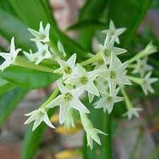 Raat Ki Rani (Night Jessamine)
