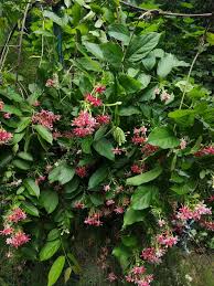 Rangoon Creeper Double(Jhumka Bail)