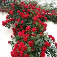 Rose creeper