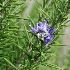 Rosemary